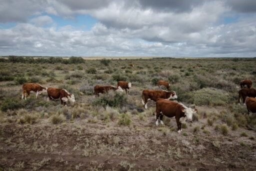 Argencarne: el INTA busca mejorar la producción de carnes patagónicas
